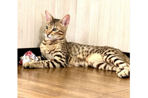 成約済の茨城県のサバンナキャット-31734